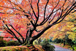 Japan_Autumn_2025 (46/47)